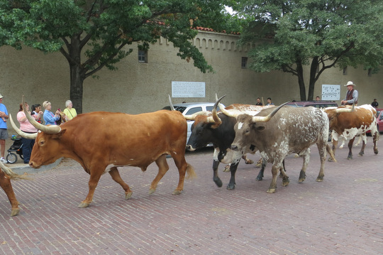 Fort Worth cattle drive