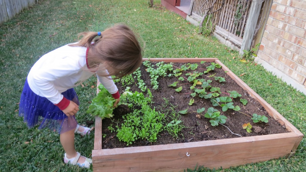 Abby picks vegetables in her garden