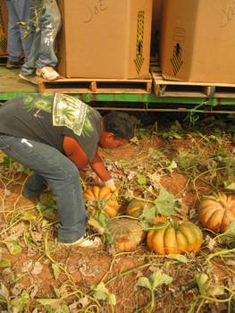 Hand picking pumpkins