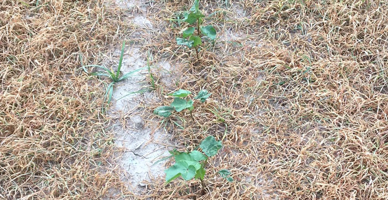 cotton field after herbicide application