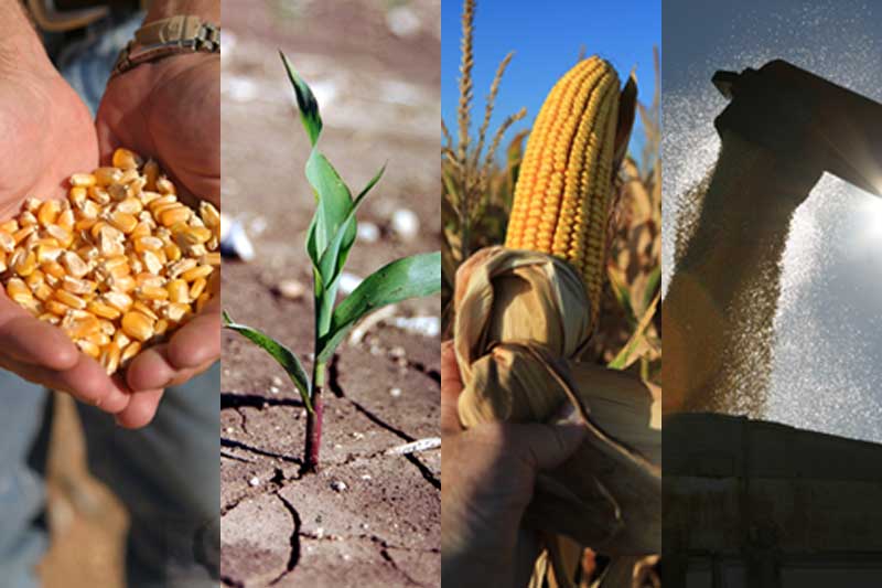 Stages of corn growth