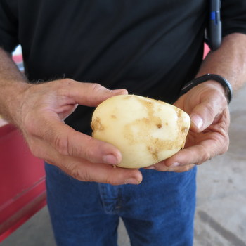 Texas potato_by Texas Farm Bureau