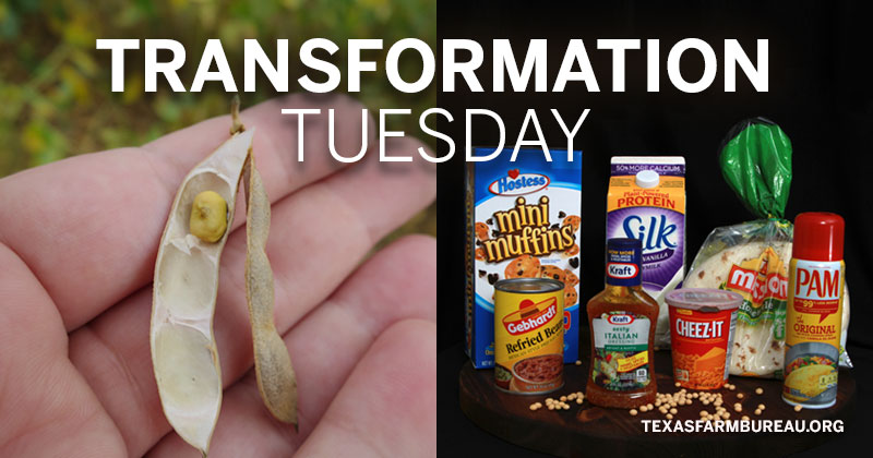 Transformation Tuesday_Soybeans
