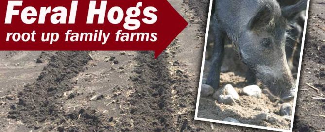 feral hogs root up family farms