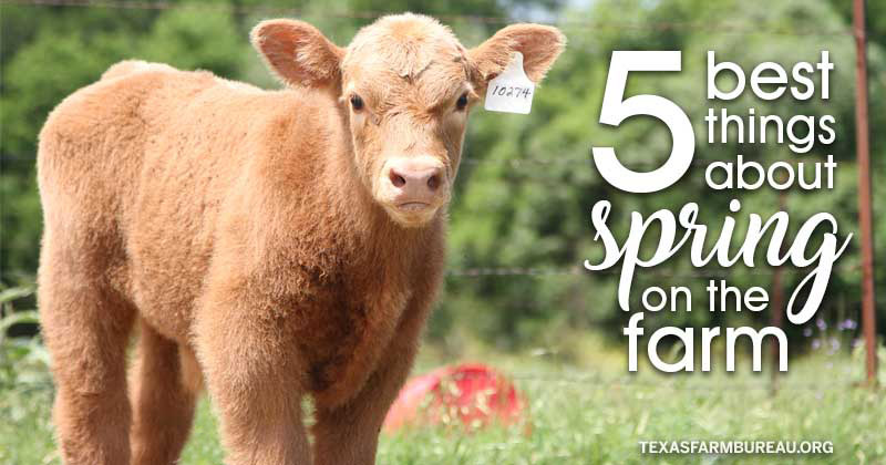 5 best things about spring on the farm