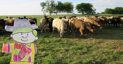 Flat Golden Fox and heifers