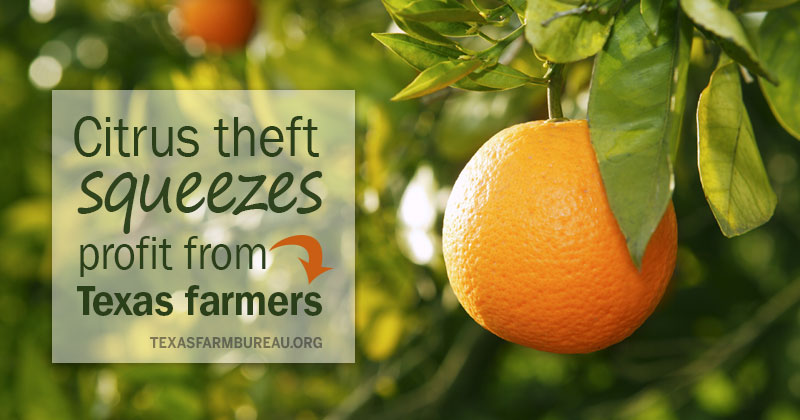 citrus theft