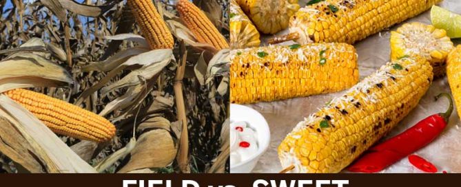 field corn_sweet corn