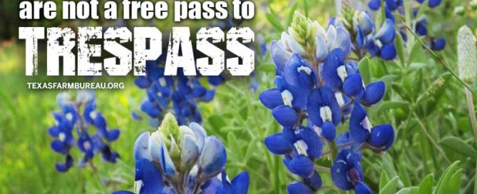 bluebonnets_wildflower_private property