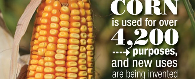 Corn has more than 4,200 different uses! Learn how it gets from field to table and home to business to vehicle—and pretty much everywhere in between—on Texas Table Top.