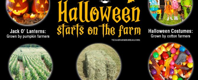 From pumpkins to sweet treats and costumes to hay rides, Halloween festivities get their start on Texas farms and ranches.