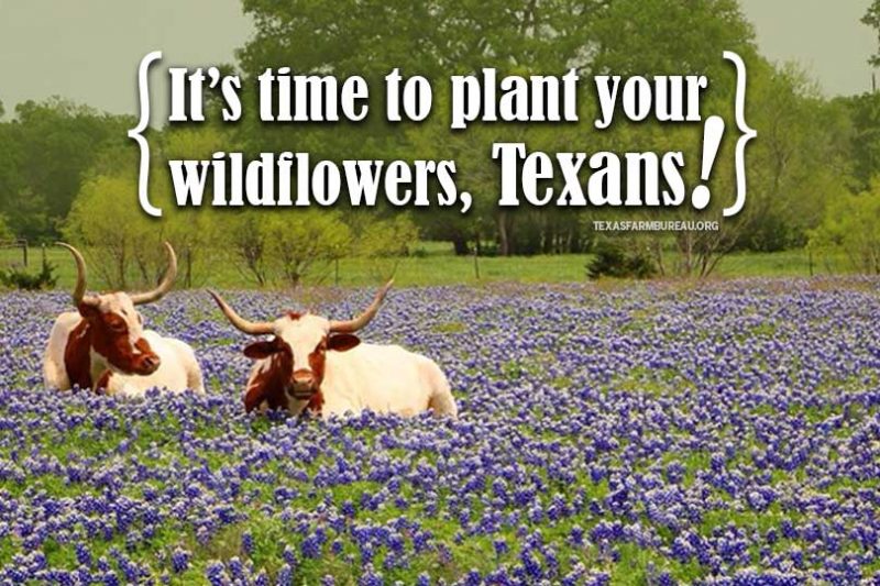 Love Texas bluebonnets? Indian paintbrushes? Winecups? It’s time to start planting those wildflowers now! Get a few tips on Texas Table Top.