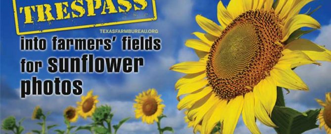 Texas fields and pastures make a pretty backdrop, but it’s important to remember that the land, crops and livestock are the livelihoods of farmers and ranchers. Julie Tomascik has more on Texas Table Top.