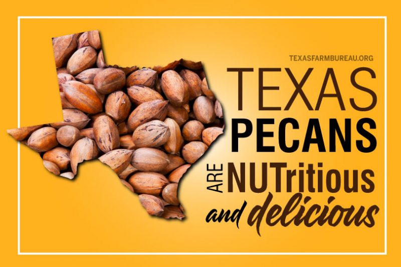 NUTritious and delicious Texas pecans Texas Farm Bureau Table Top