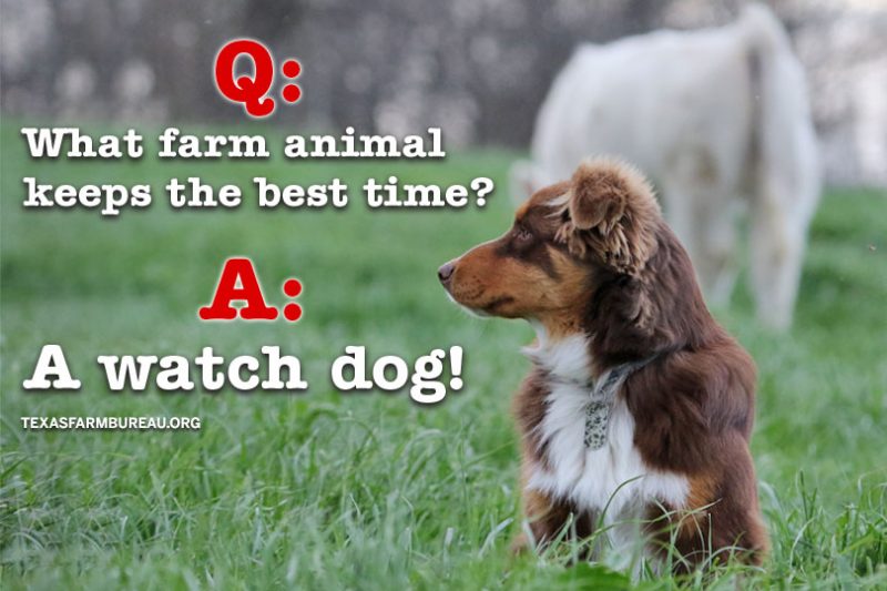 14 of the best ag jokes on the Texas Farm Bureau Table Top