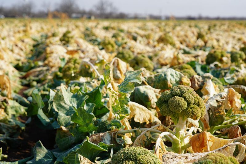 Winter storm devastates Texas agriculture – Texas Farm Bureau – Table Top