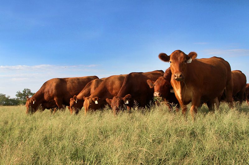 The benefits of Texas beef Texas Farm Bureau Table Top