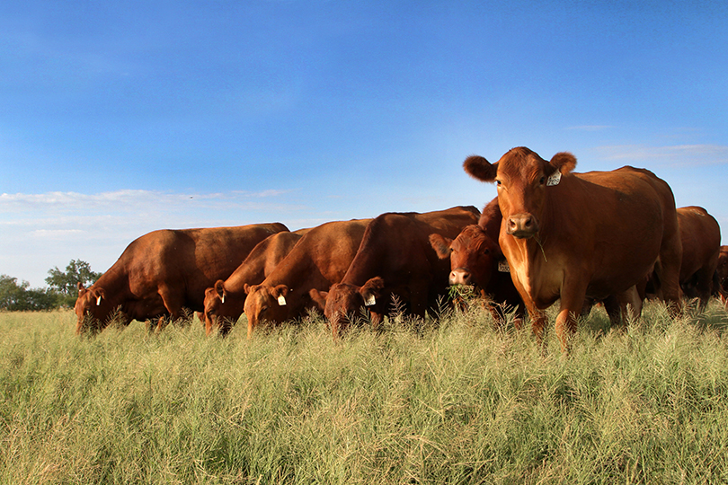 Have you “herd?” May is National Beef Month. Beef up your knowledge about Texas cattle in this post on Texas Table Top.