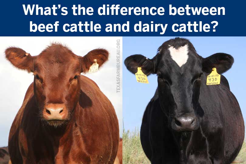 What's the difference between beef cattle and dairy cattle? – Texas Farm  Bureau – Table Top