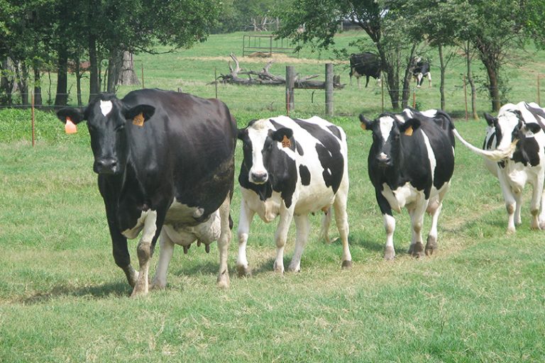 What’s the difference between beef cattle and dairy cattle? – Texas ...