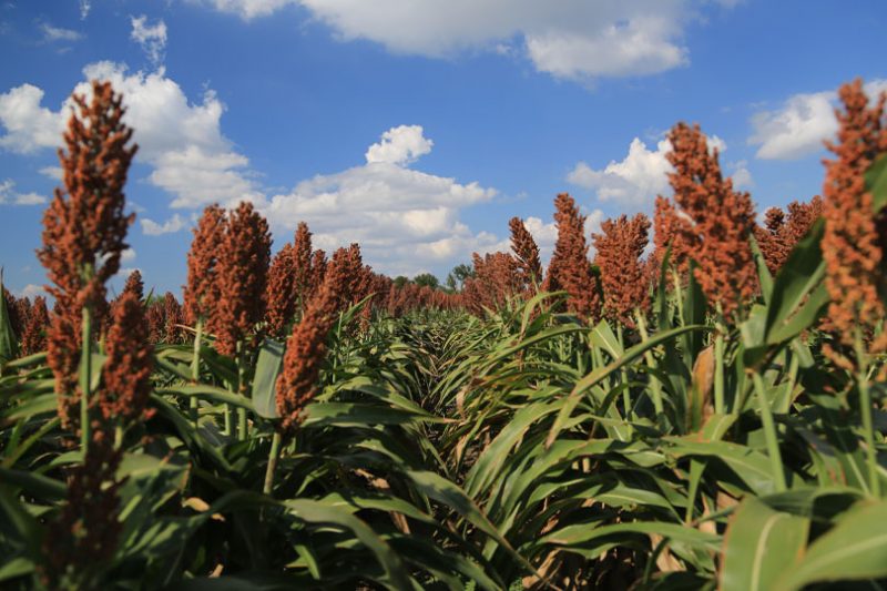 The government isn’t paying farmers to destroy their crops Texas Farm