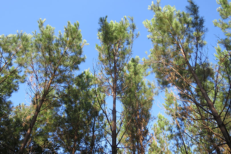 The tall, tall trees in East Texas stretch to the sky and are cared for by timber farmers and foresters.