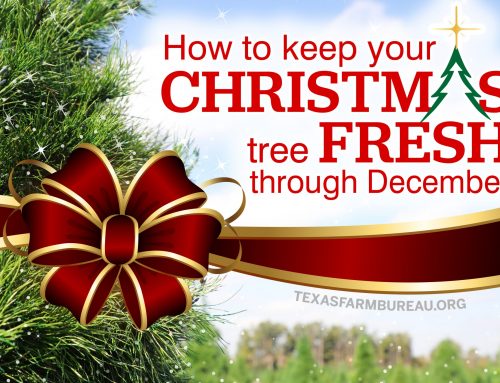Care for your fresh cut Christmas tree with these tips