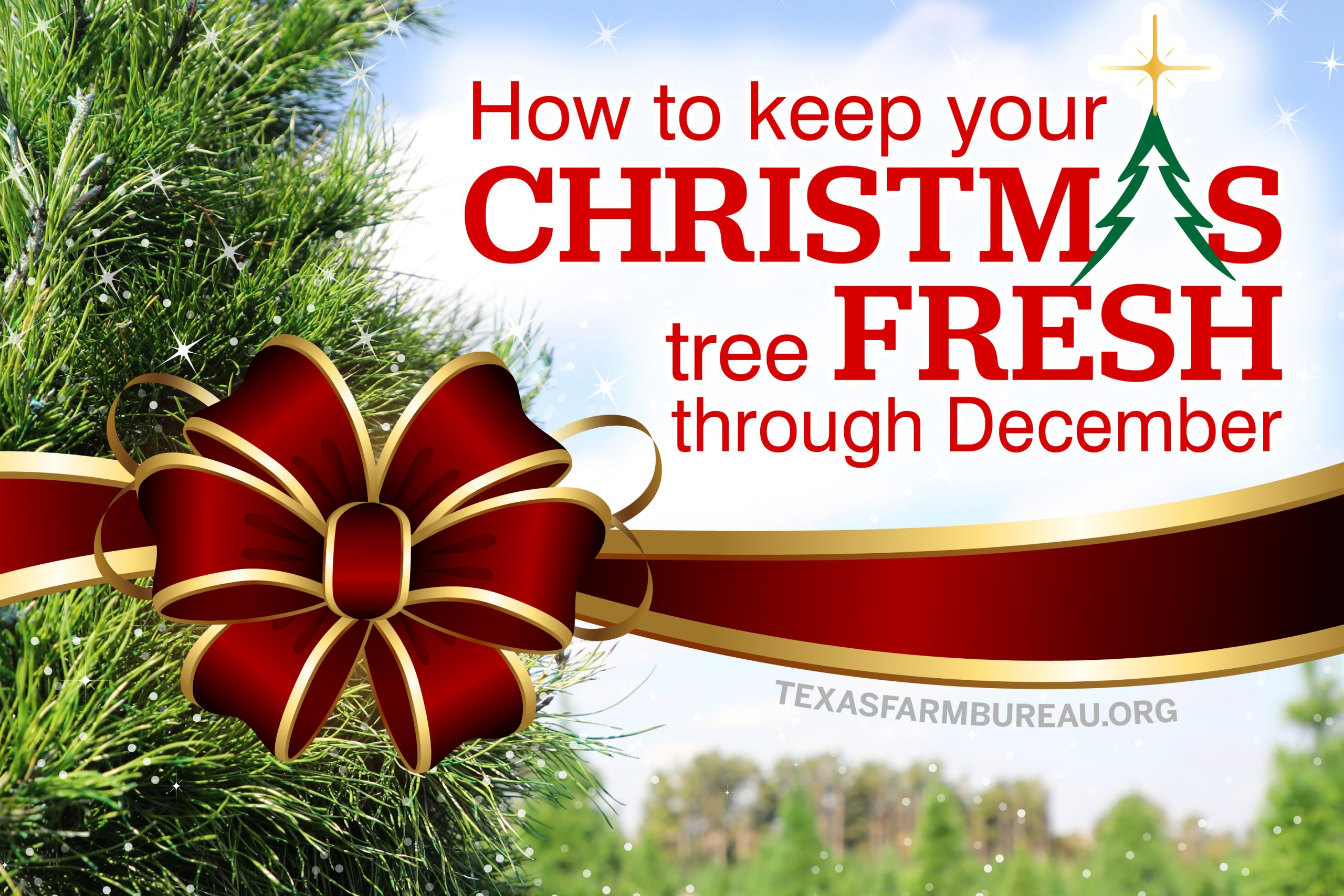 there are a few things you should keep in mind with your real Christmas tree to help keep it fresh through the holiday season.