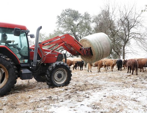 Ranchers continue working despite winter storm