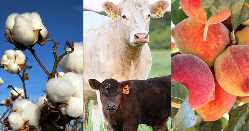 National Ag Day celebrates the contribution of the agriculture and food industries.