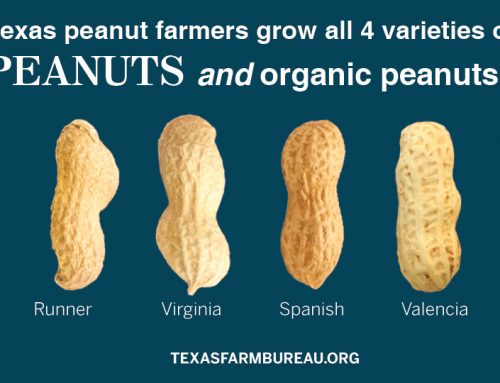 Getting nutty for National Peanut Day