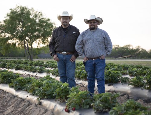 Meet Texas strawberry farmers