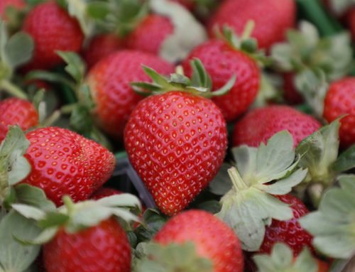 Texas strawberries are sweet and delightful  