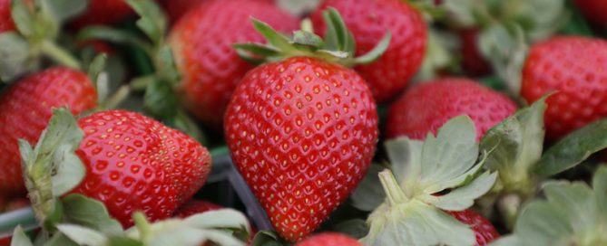 From the field to your fridge, Texas strawberries have a story worth savoring.