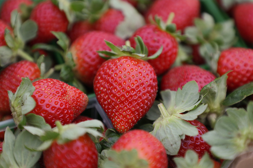 From the field to your fridge, Texas strawberries have a story worth savoring.